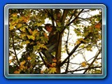 Oktoberfest_12
